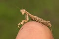 Portrati of a Mantis Royalty Free Stock Photo