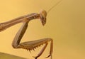 Portrati of a Mantis Royalty Free Stock Photo