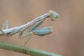 Portrati of a Mantis Royalty Free Stock Photo