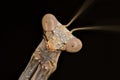 Portrati of a Mantis Royalty Free Stock Photo