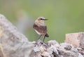 Portraut of a northern wheatear or wheatear Oenanthe oenanthe