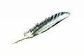 Eagle Feather - Cyan Painting Royalty Free Stock Photo