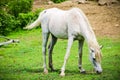 Portraying horse eating in Springfield MA