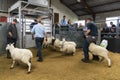 Portree, Scotland: Lambs and ewes auction sales in Portree, Skye Island