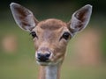 portreit deer (dama dama) on beautiful blurred background Royalty Free Stock Photo