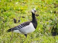 Portret of adult barnacle goose, Branta leucopsis, honking with