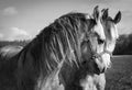 Portret of arabian horses