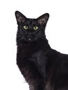 Black Balinese cat on white Royalty Free Stock Photo