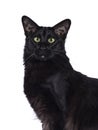 Black Balinese cat on white