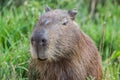 Portret of a capybara in the swamp of Esteros del Ibera Royalty Free Stock Photo