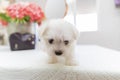 Portret a cute little dog Bichon maltes with white fluffy fur poses funny on a light background at the home interior Royalty Free Stock Photo