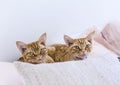 Portret devon rex Royalty Free Stock Photo