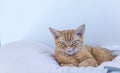 Portret devon rex Royalty Free Stock Photo