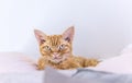 Portret devon rex Royalty Free Stock Photo