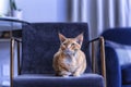 Portret devon rex Royalty Free Stock Photo