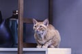 Portret devon rex Royalty Free Stock Photo