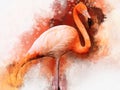 Portret of a Flamingo, watercolor painting. Red flamingo Phoenicopterus ruber, zoological illustration, hand drawing Royalty Free Stock Photo