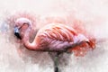 Portret of a Flamingo, watercolor painting. Red flamingo Phoenicopterus ruber, zoological illustration, hand drawing