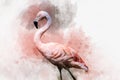 Portret of a Flamingo, watercolor painting. Red flamingo Phoenicopterus ruber, zoological illustration, hand drawing