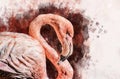 Portret of a Flamingo, watercolor painting. Red flamingo Phoenicopterus ruber, zoological illustration, hand drawing