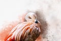 Portret of a Flamingo, watercolor painting. Red flamingo Phoenicopterus ruber, zoological illustration, hand drawing