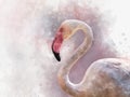 Portret of a Flamingo, watercolor painting. Red flamingo Phoenicopterus ruber, zoological illustration, hand drawing