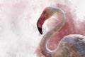 Portret of a Flamingo, watercolor painting. Red flamingo Phoenicopterus ruber, zoological illustration, hand drawing