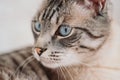 portret of a gray cat with blue eyes Royalty Free Stock Photo