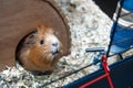 Portret of guinea pig in her wooden house Royalty Free Stock Photo