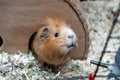 Portret of guinea pig in her wooden house Royalty Free Stock Photo