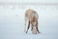 Portret of male Saiga antelope in the winter steppe, during the rutting season. Saiga tatarica gets food from under the