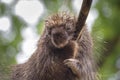 Portret of North American porcupine, Erethizon dorsatum, Canadian porcupine or common porcupine on the tree Royalty Free Stock Photo