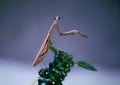 Portret of  Praying mantis on a dry plants.  Colored, full frame Royalty Free Stock Photo