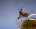 Portrait of Praying mantis on a dry plants. Colored, full frame