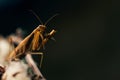 Portret the praying mantis eating a yellow fly on a dry plants. Colored, close- up, Royalty Free Stock Photo