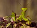 Portret of Real praying mantis (hierodula patelliera) on a plants Royalty Free Stock Photo