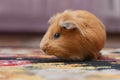 Portret of red guinea pig, close up Royalty Free Stock Photo