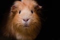 Portret of red guinea pig, close up Royalty Free Stock Photo