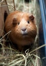 Portret of red guinea pig. Royalty Free Stock Photo