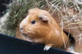 Portret of red guinea pig. Royalty Free Stock Photo