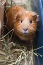 Portret of red guinea pig. Royalty Free Stock Photo