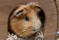 Portret of red guinea pig in her wooden house Royalty Free Stock Photo