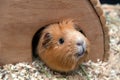 Portret of red guinea pig in her wooden house Royalty Free Stock Photo