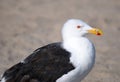 Portret of Seagull on the beach Royalty Free Stock Photo