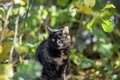 Portret of a turtle-colored cat with green eyes on garden autumn background. Vertical frame. Latvija Royalty Free Stock Photo