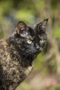 Portret of a turtle-colored cat with green eyes on garden background. Vertical frame. Latvija Royalty Free Stock Photo