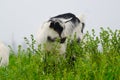 A portret of white goat kids in the meadow