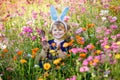 Portriat of adorable, charming toddler girl with Easter bunny ears eating chocolate bunny figure in flowers meadow