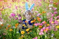 Portriat of adorable, charming toddler girl with Easter bunny ears eating chocolate bunny figure in flowers meadow