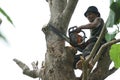 Portrait of arborist holds on the tree with hand saw with clear sky background